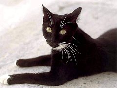Gatti (230)